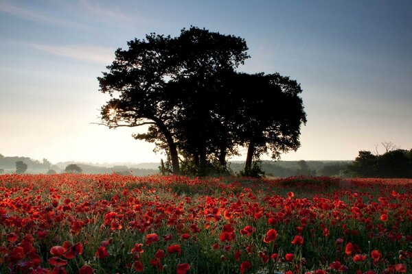 Árboles en un campo de amapolas en flor