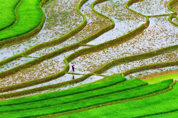 A man walks on green islands