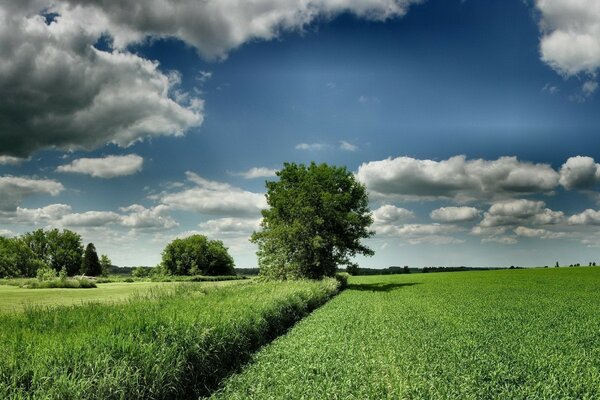 Grünes Gras, die Natur der ländlichen Felder und der Himmel sind blau