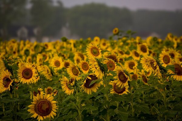 A whole field of yellow sunflowers