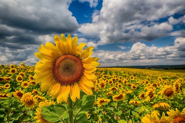 Sunflower flower in summer in nature