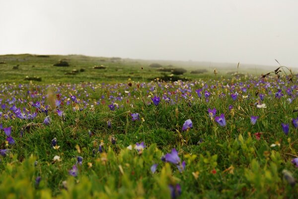 Wildblumen im Sommer in der Natur