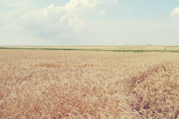 Paisaje cosecha de trigo:y copos y paja