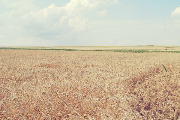 Paysages récolte de blé: céréales et paille