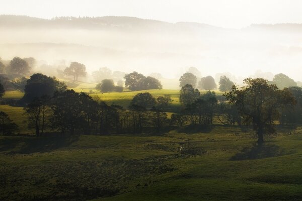 Fog covers the hills with trees