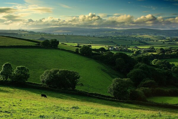 Endless green meadows under a blue sky