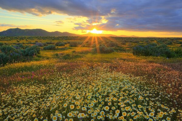 Champ de marguerites au soleil couchant