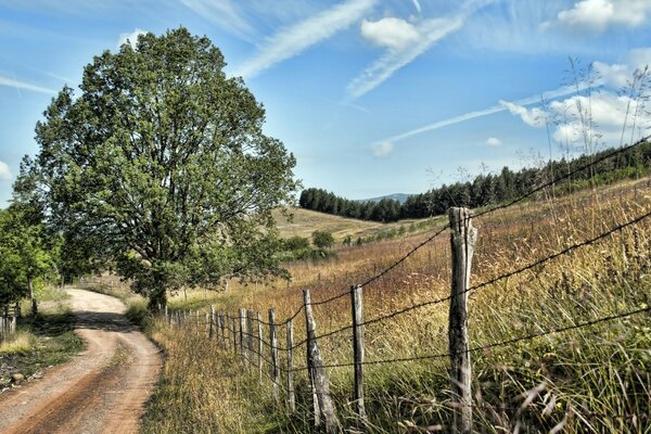 A lonely tree on a deserted road