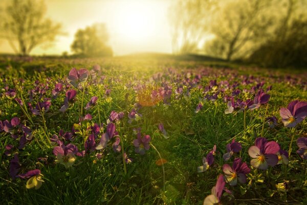 Fleurs roses dans les rayons du soleil couchant