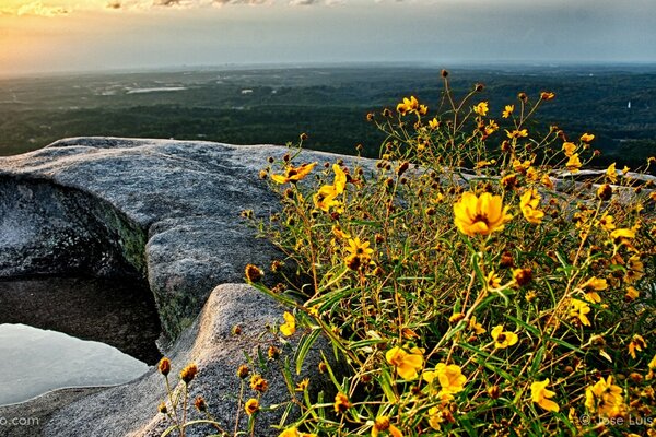 Flores silvestres en una piedra junto al agua