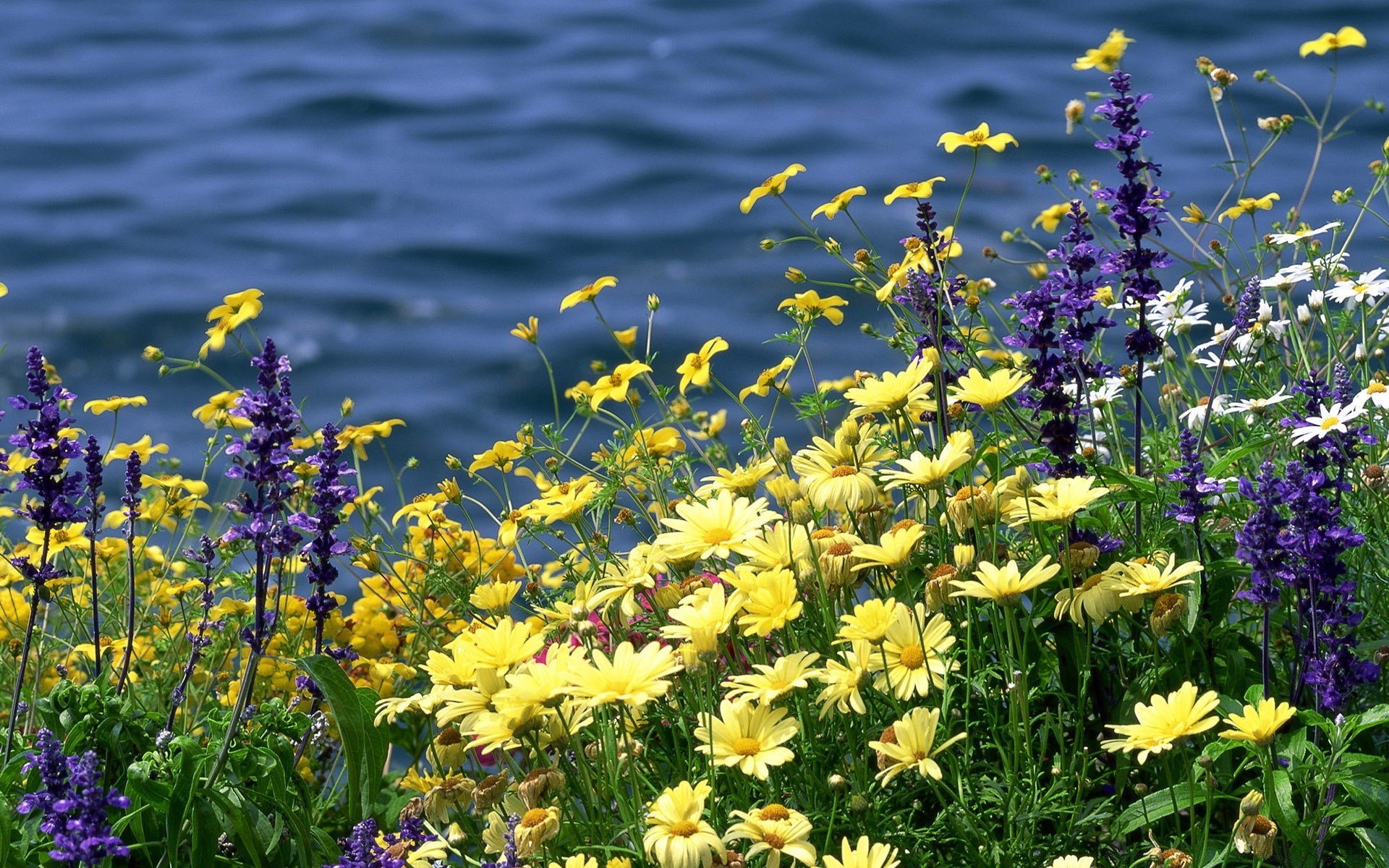 paysage fleur nature été flore bluming jardin floral pétale feuille foin champ herbe à l extérieur saison lumineux beau temps couleur croissance soleil