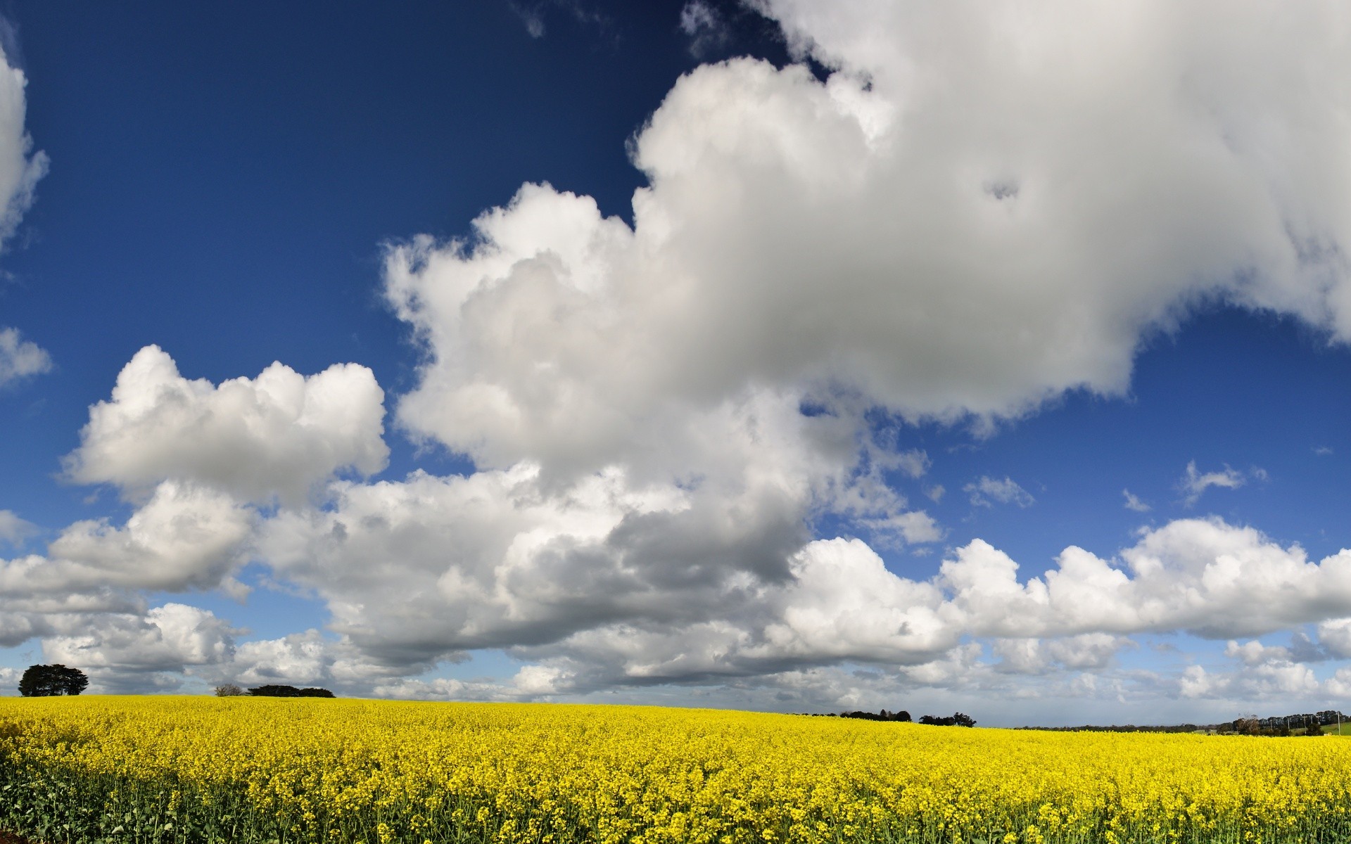 landscapes landscape field nature sky rural agriculture summer farm sun crop countryside cloud fair weather country oil outdoors flower horizon soil