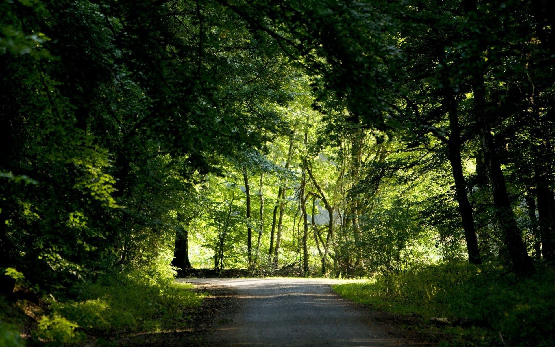 landscapes tree wood landscape road nature leaf park lush guidance fair weather dawn environment outdoors sun fall mist scenic fog grass