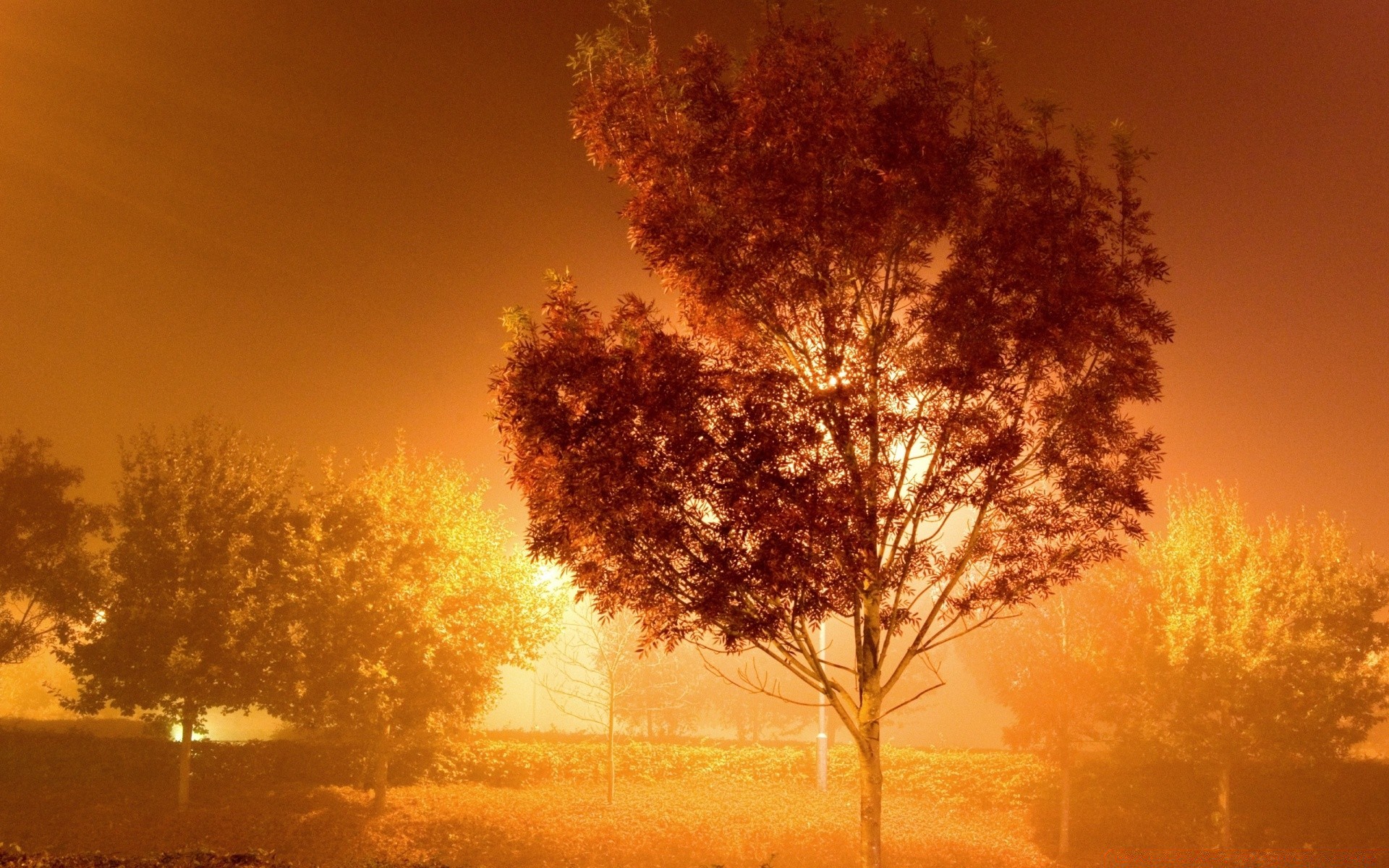 paesaggio alba nebbia paesaggio nebbia tramonto albero sole tempo illuminato all aperto natura cielo autunno sera bel tempo campagna