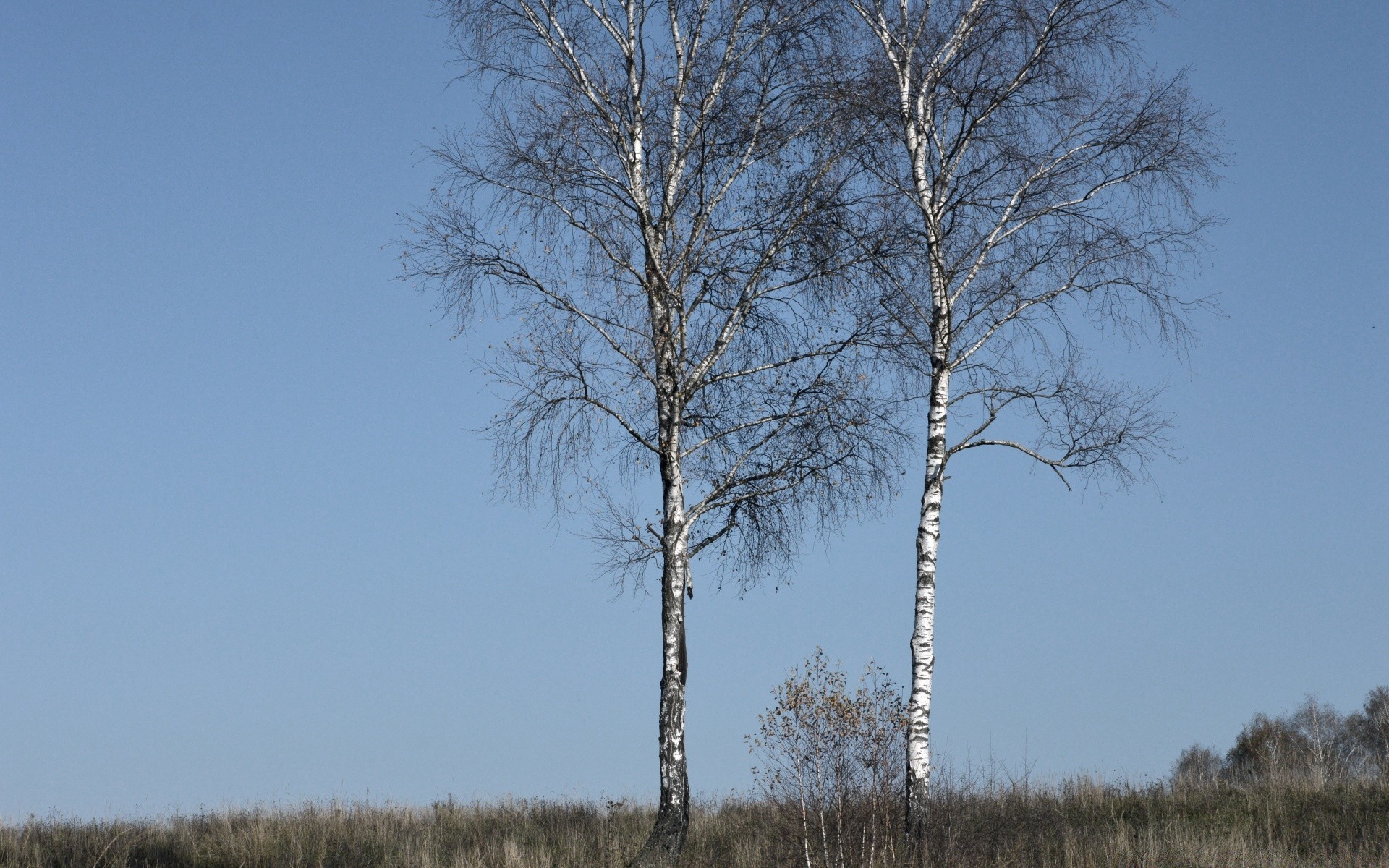 paysage arbre paysage bois nature hiver en plein air automne météo campagne environnement neige rural