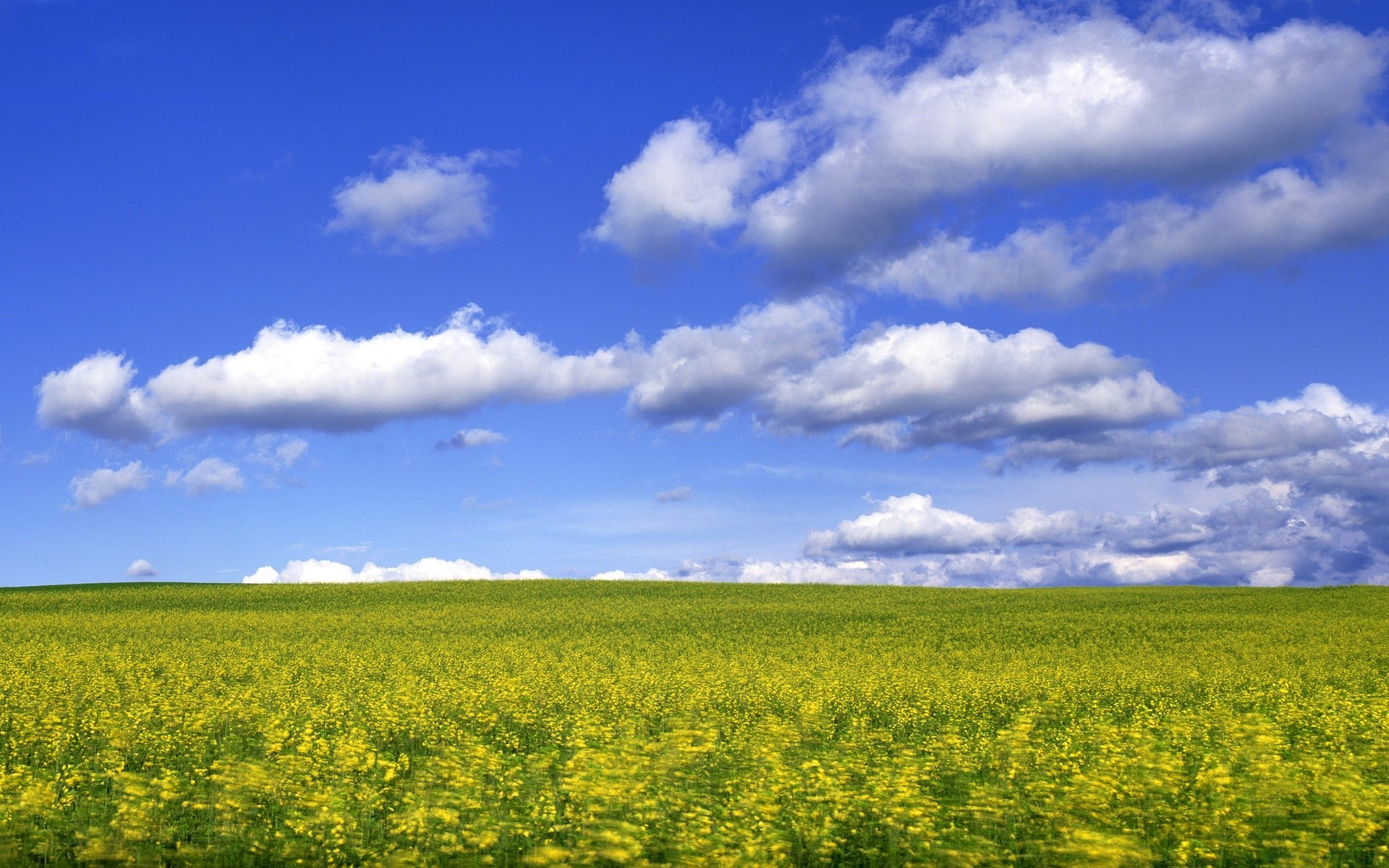 landscapes nature landscape field rural agriculture summer sky countryside outdoors sun fair weather farm bright pasture grass growth flower horizon soil