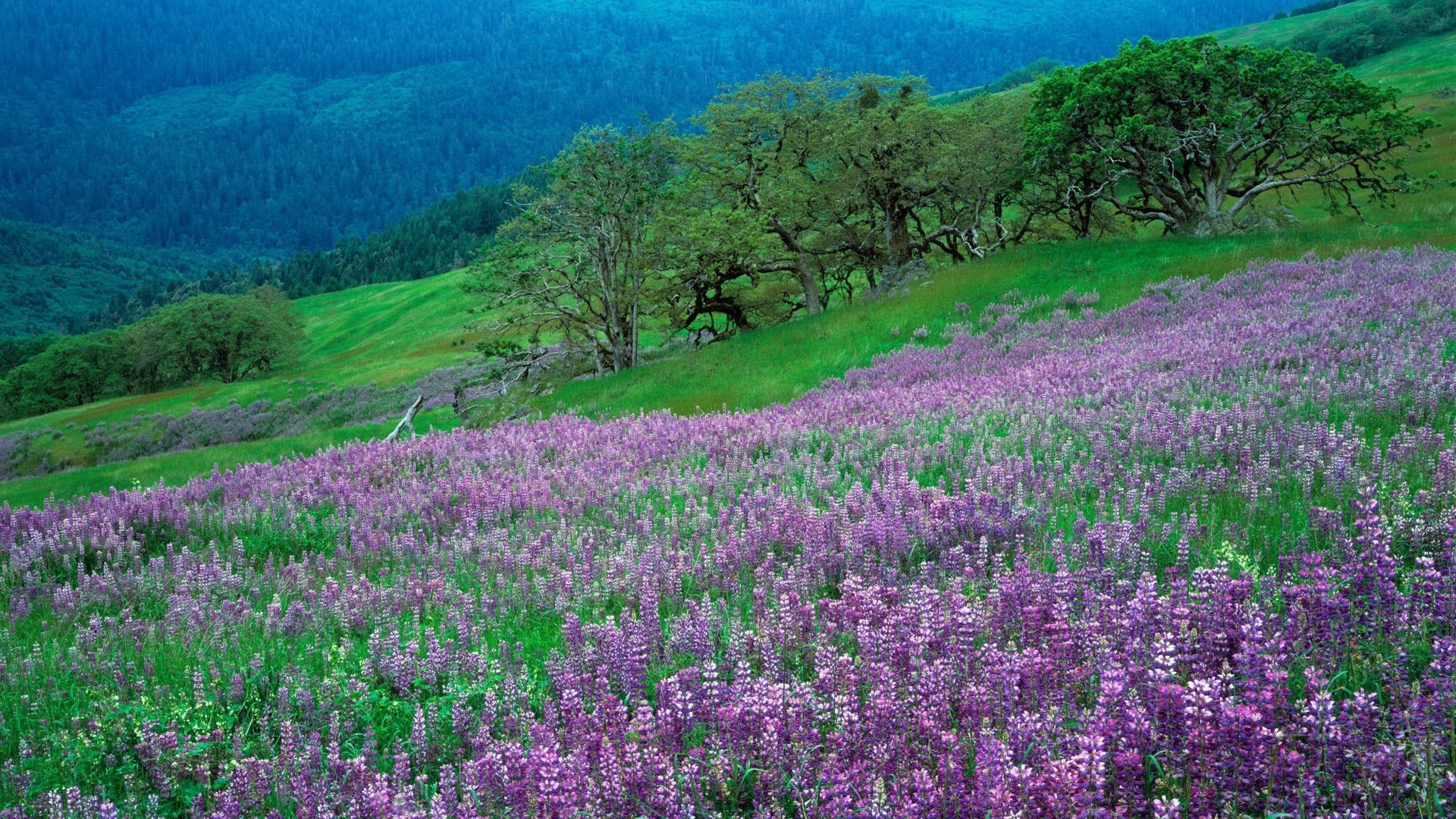 Field Of Purple Flowers Free Wallpapers