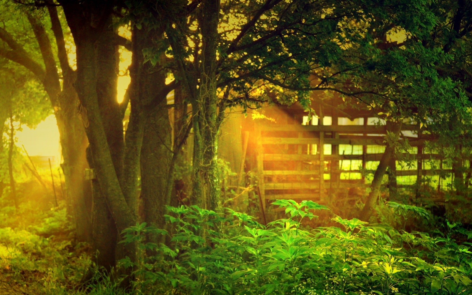 paisagens madeira folha natureza árvore amanhecer paisagem outono luz parque ao ar livre sol guia névoa bom tempo