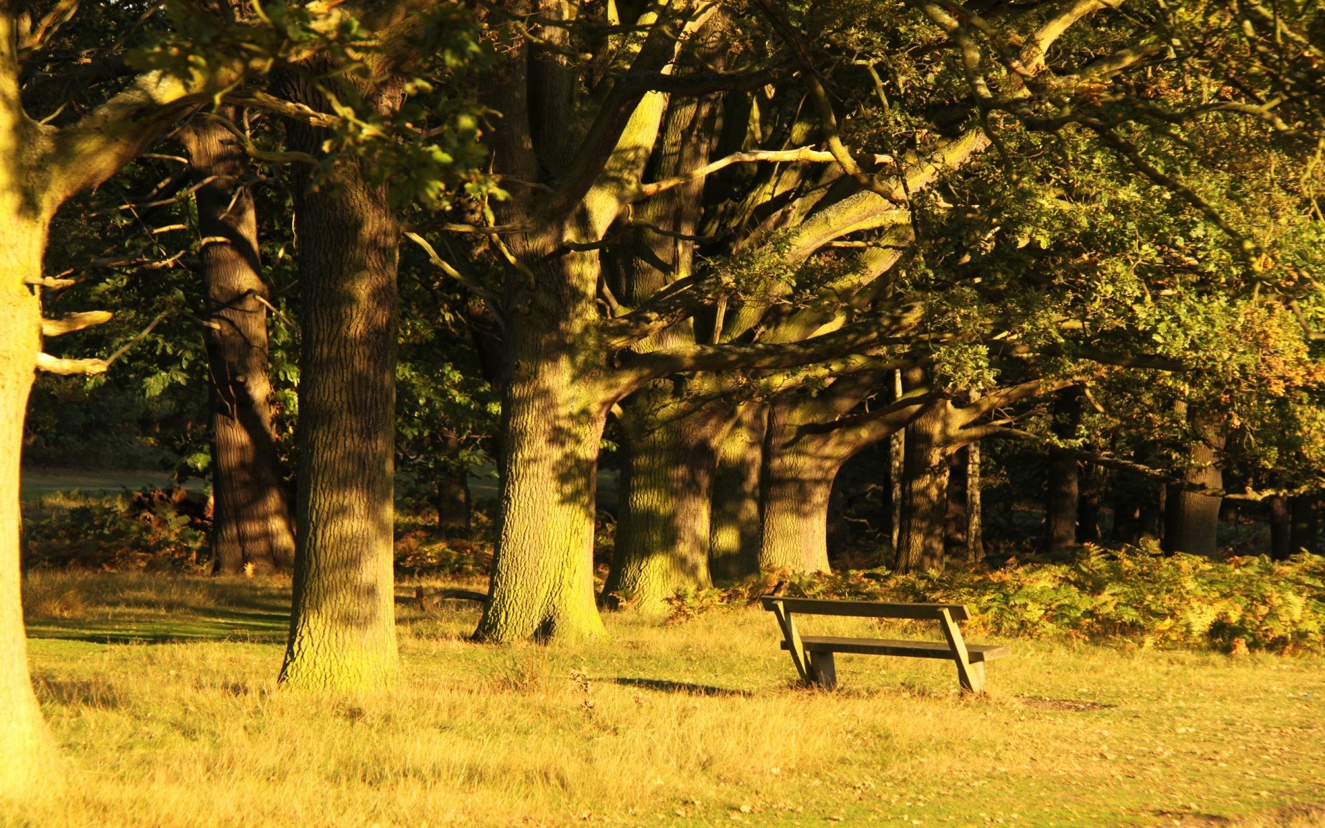 paysage arbre bois paysage nature en plein air automne herbe parc feuille aube saison scénique campagne lumière