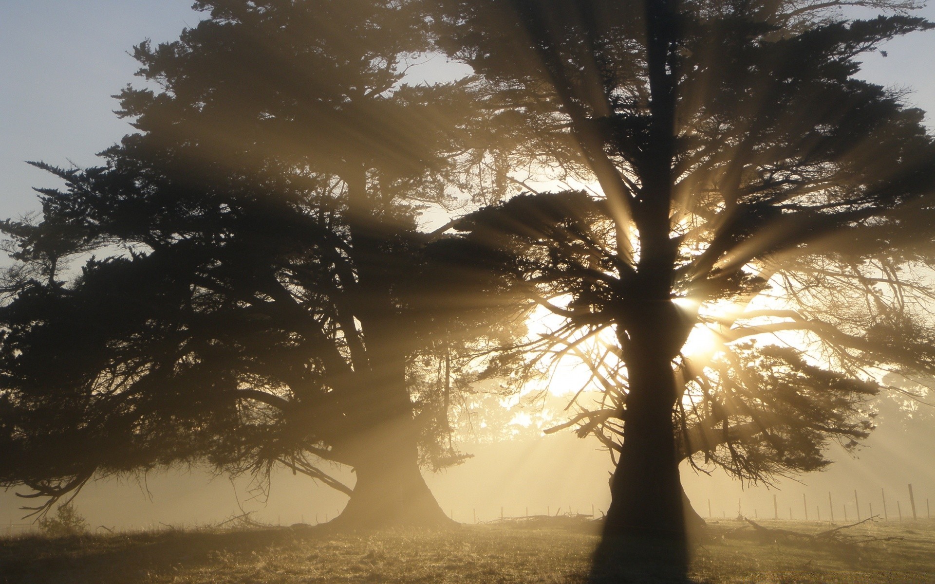 paysage arbre aube brouillard brouillard rétro-éclairé soleil coucher de soleil bois nature paysage hiver silhouette à l extérieur soir beau temps neige ciel