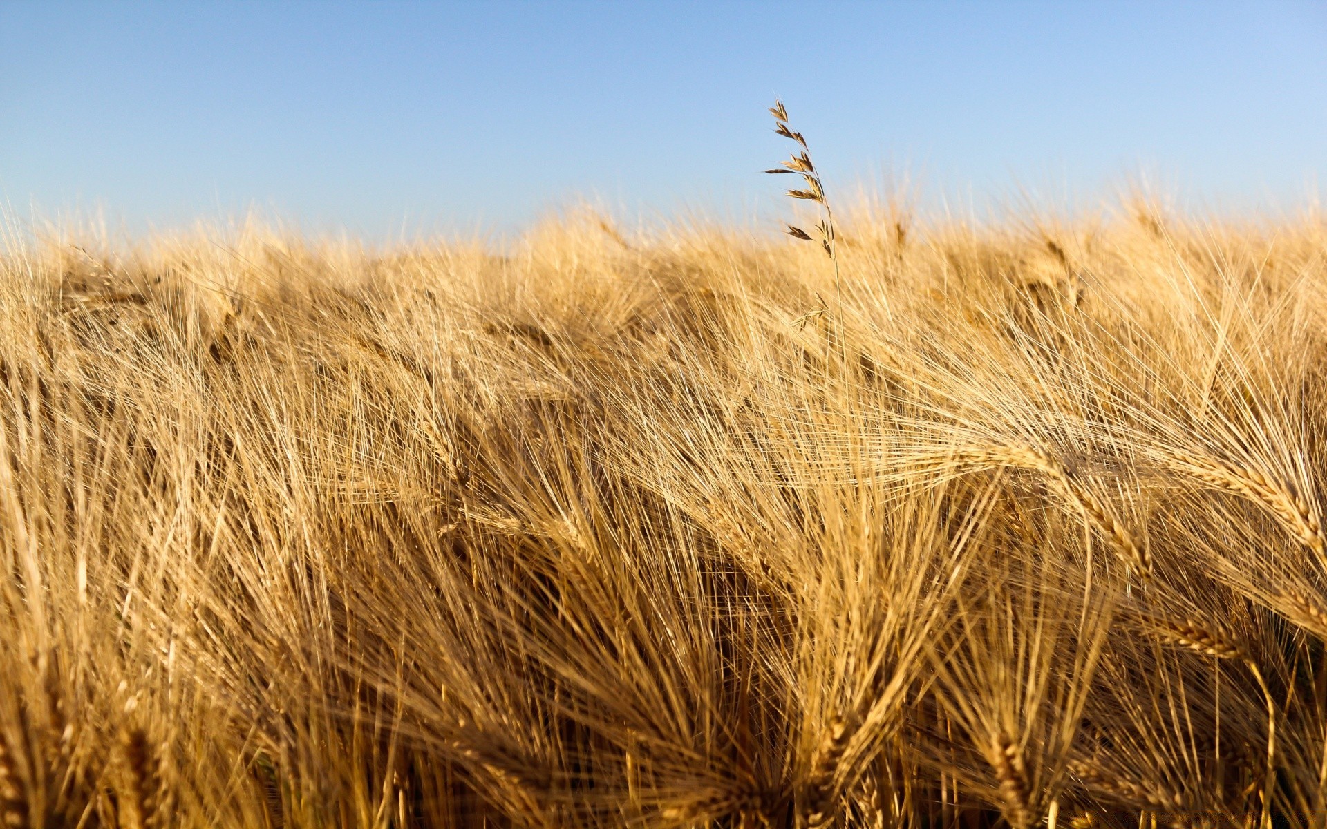 landscapes wheat cereal straw rural bread pasture field corn rye farm crop gold countryside agriculture seed dry country landscape growth