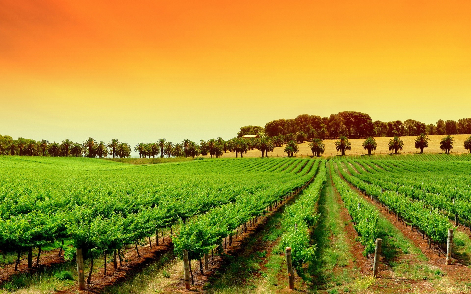 landschaft landwirtschaft bauernhof des ländlichen feld weide landschaft landschaft natur wachstum ackerland land sommer im freien flora ernte boden bebautes land blatt baum