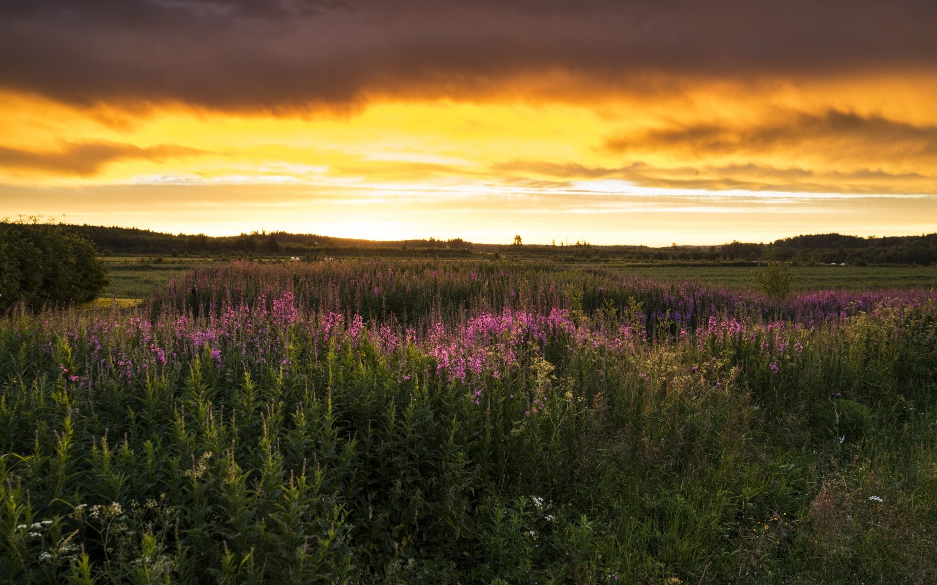 landscapes landscape nature sunset flower dawn outdoors field grassland evening sky summer color countryside sun hayfield rural tree grass bright