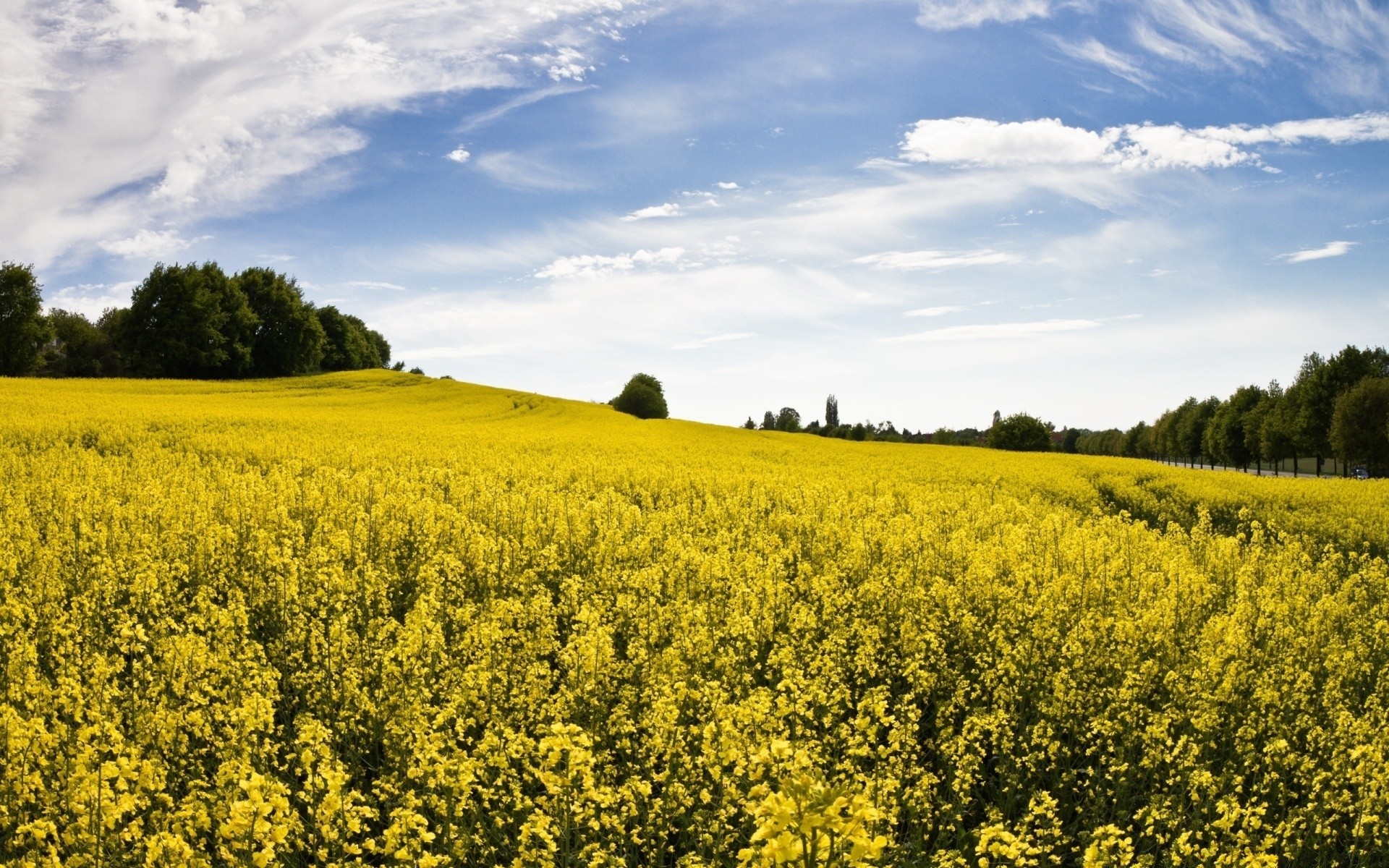 paesaggio agricoltura paesaggio campo raccolto fattoria campagna rurale all aperto cielo natura olio pascolo fieno fiore ambiente paese terra coltivata crescita estate