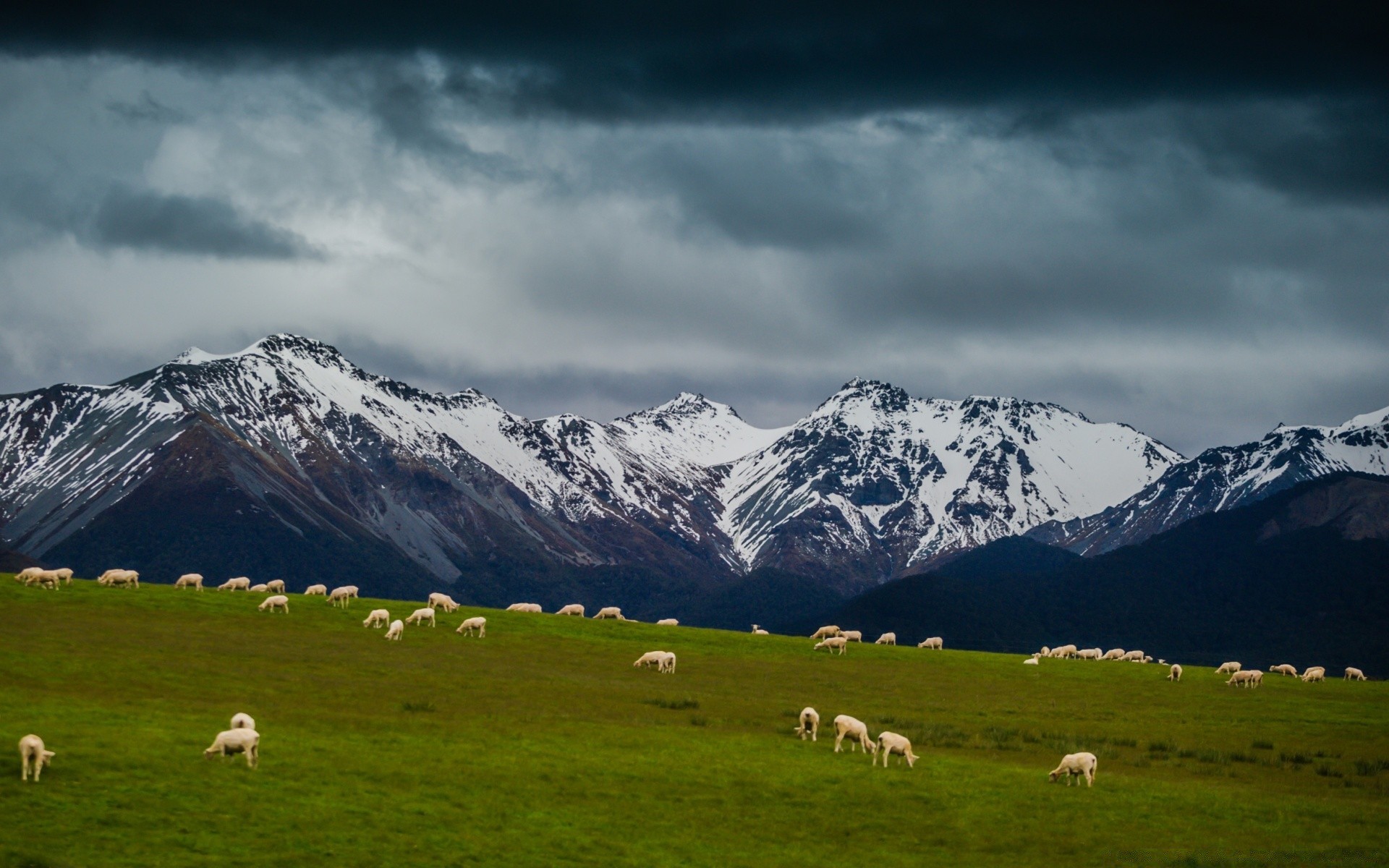 paesaggio montagna all aperto neve pascolo paesaggio natura viaggi erba pastorale cielo pecore estate