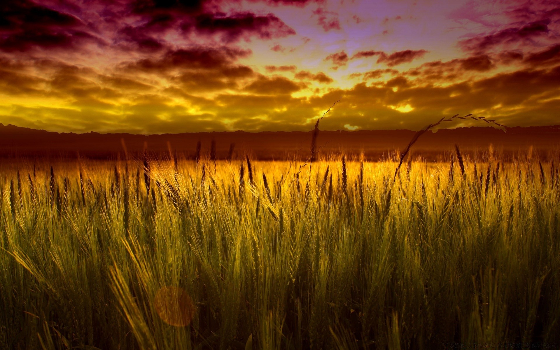 пшеница природа поле закат загрузить
