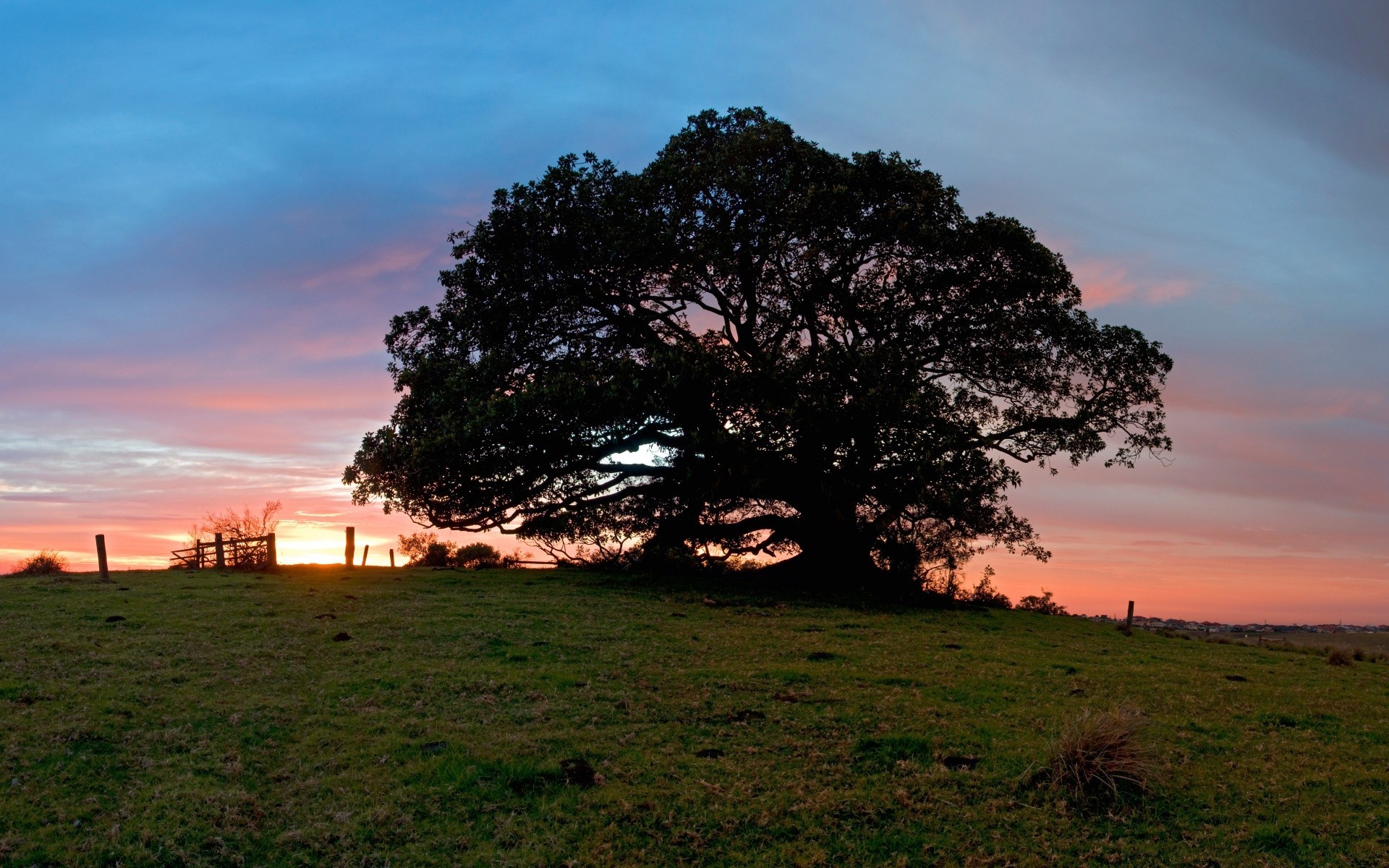 paysage arbre paysage nature coucher de soleil aube herbe ciel soleil en plein air soir été lumière campagne beau temps bois automne rural champ