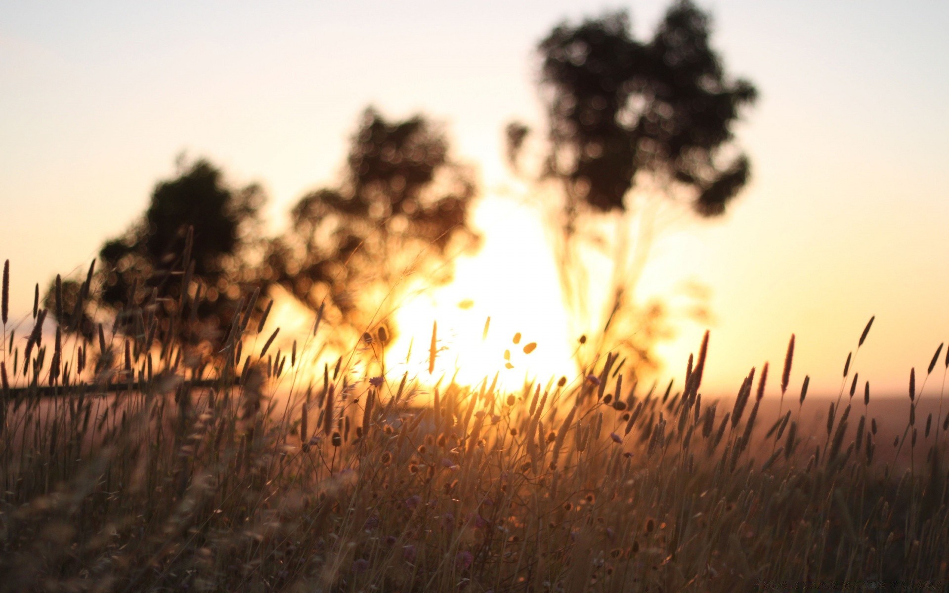 paisagens pôr do sol sol amanhecer natureza paisagem ao ar livre campo bom tempo grama céu luz noite retroiluminado árvore silhueta