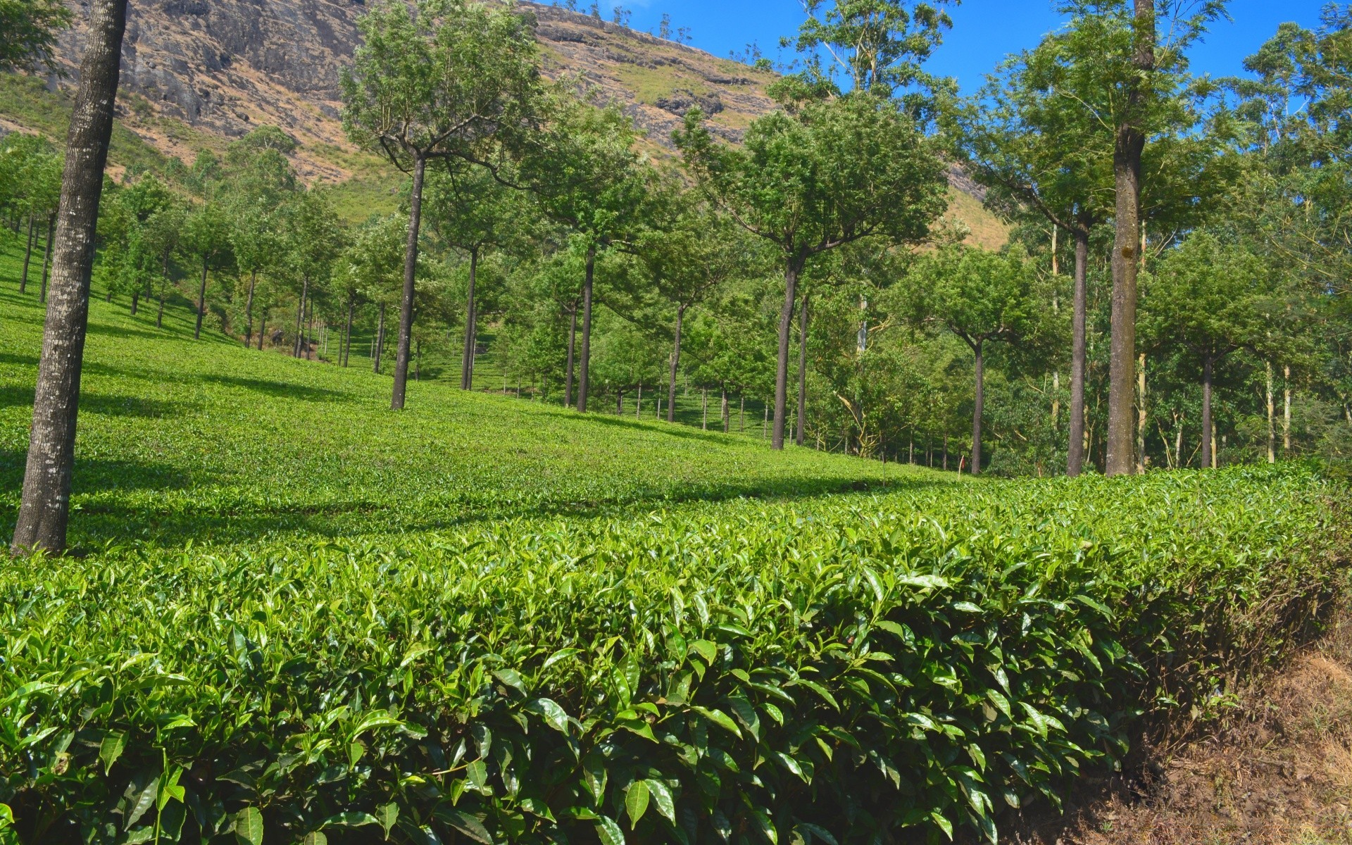 paisagens paisagem agricultura árvore flora folha natureza fazenda crescimento campo ambiente cênica colheita ao ar livre terra cultivada verão madeira colina rural país