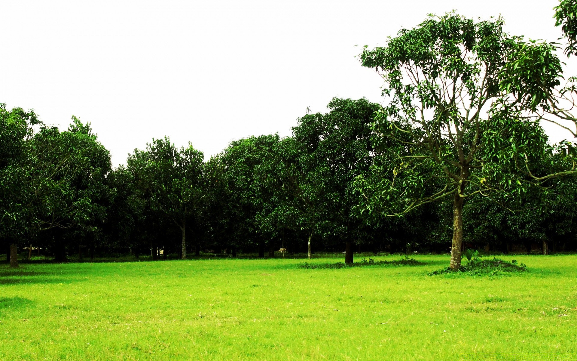 景观 树 景观 草 自然 植物群 夏天 字段 叶 木材 季节 场景 干草制作 农村 环境 公园 奇观 草坪 景观 花园 国家