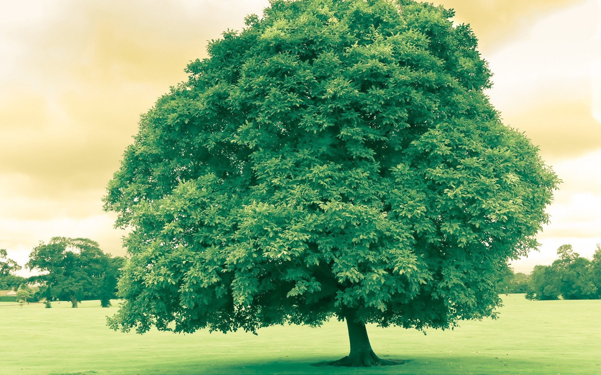 landscapes tree grass landscape nature outdoors wood rural leaf countryside lawn summer fair weather season