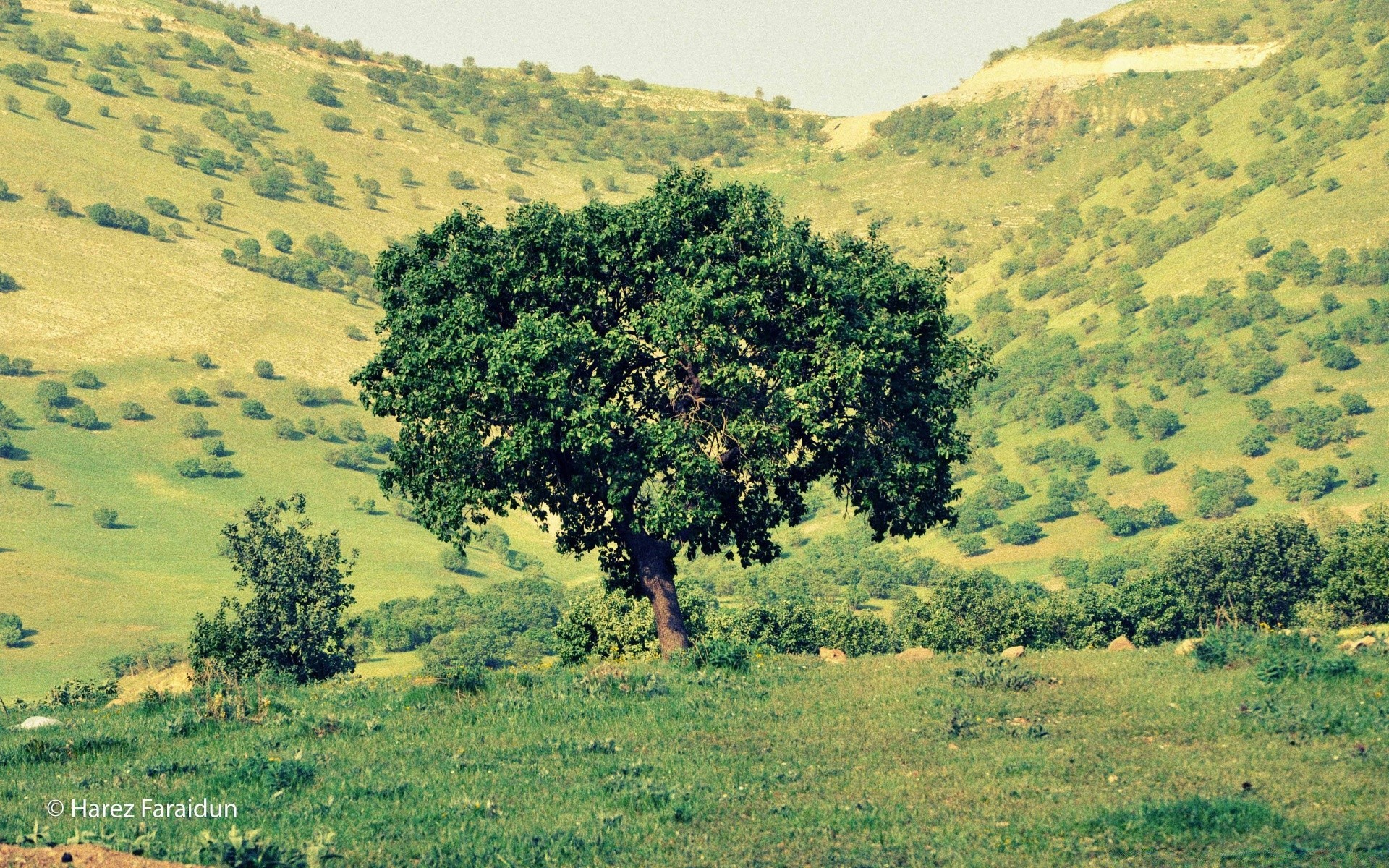 paesaggio paesaggio natura albero collina campo legno agricoltura all aperto fieno ambiente scenico erba campagna flora rurale montagna viaggi cielo estate