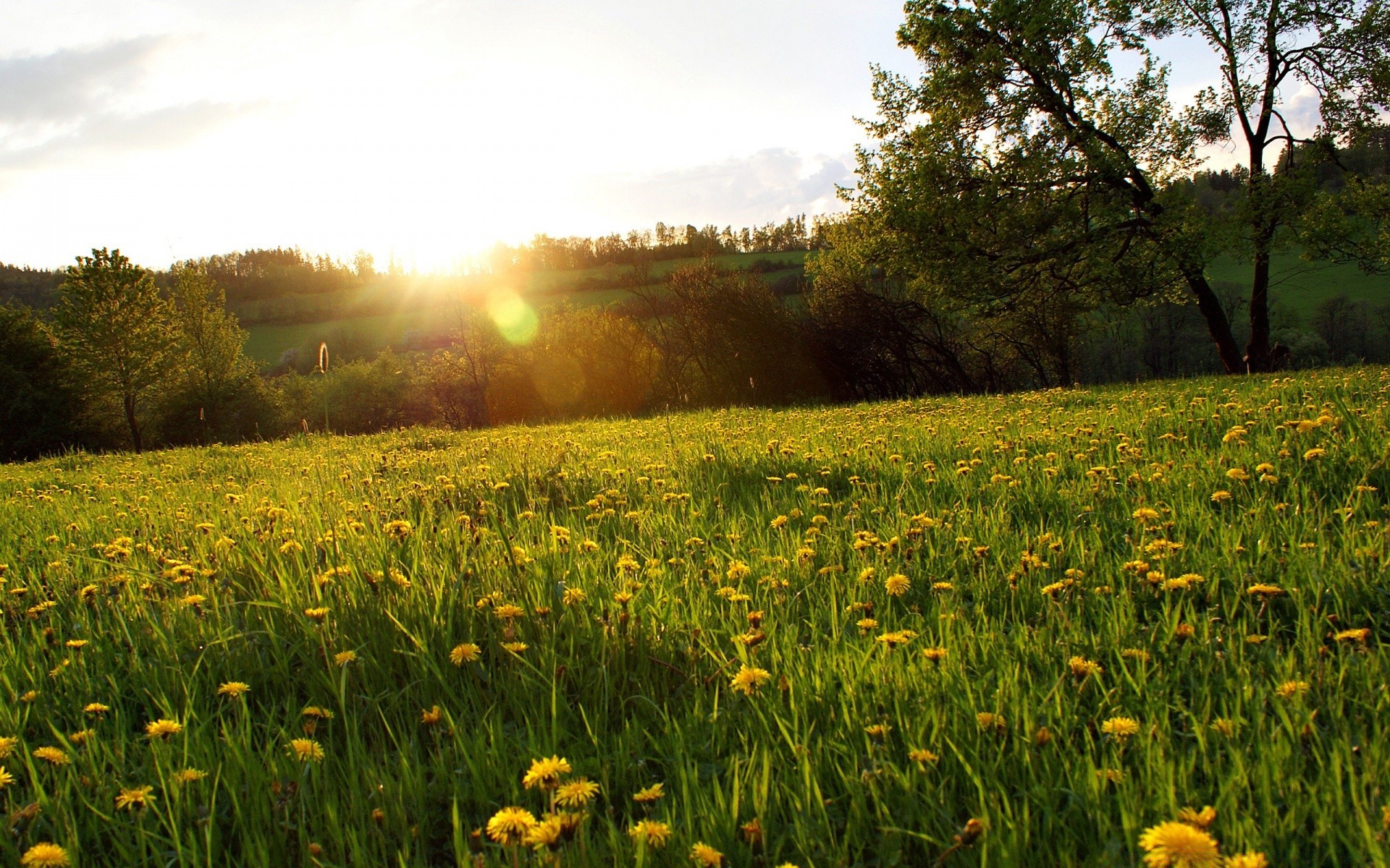 paysage nature herbe champ paysage fleur foin rural été soleil beau temps à l extérieur flore campagne saison lumineux environnement feuille aube