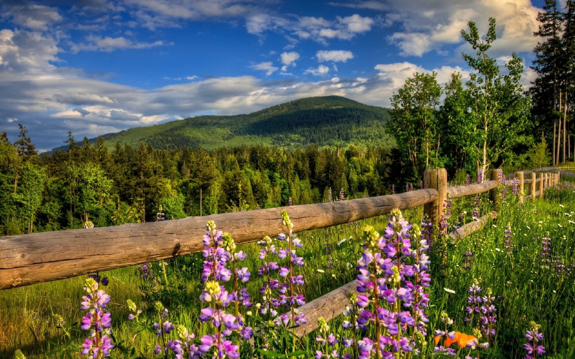 landscapes nature flower landscape outdoors lupine summer hayfield wood grass rural bright wildflower wild sky flora scenic dawn mountain tree