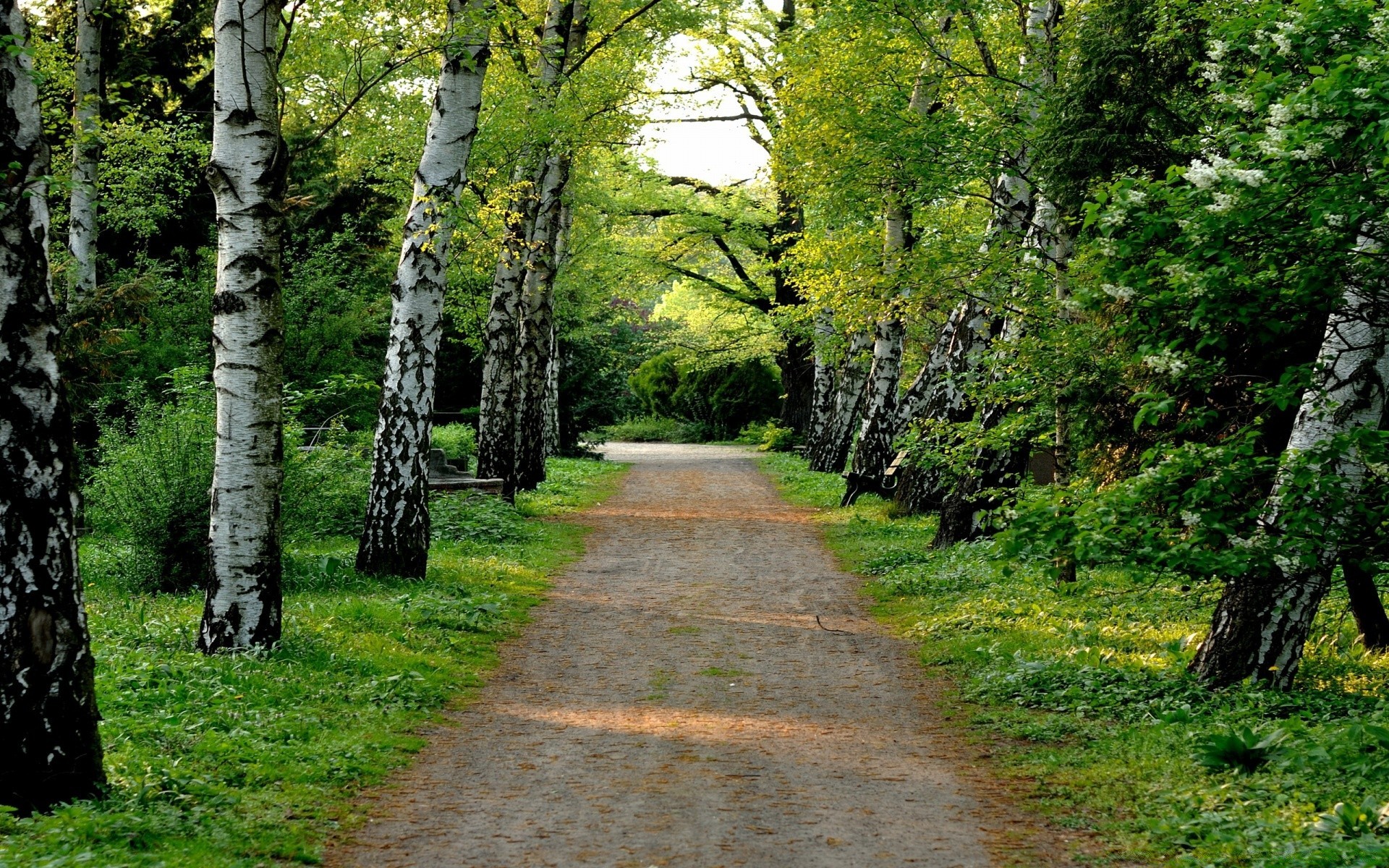 landschaft holz natur blatt baum landschaft im freien park führer gutes wetter herbst ländliche saison landschaftlich straße üppig gras sommer weg flora