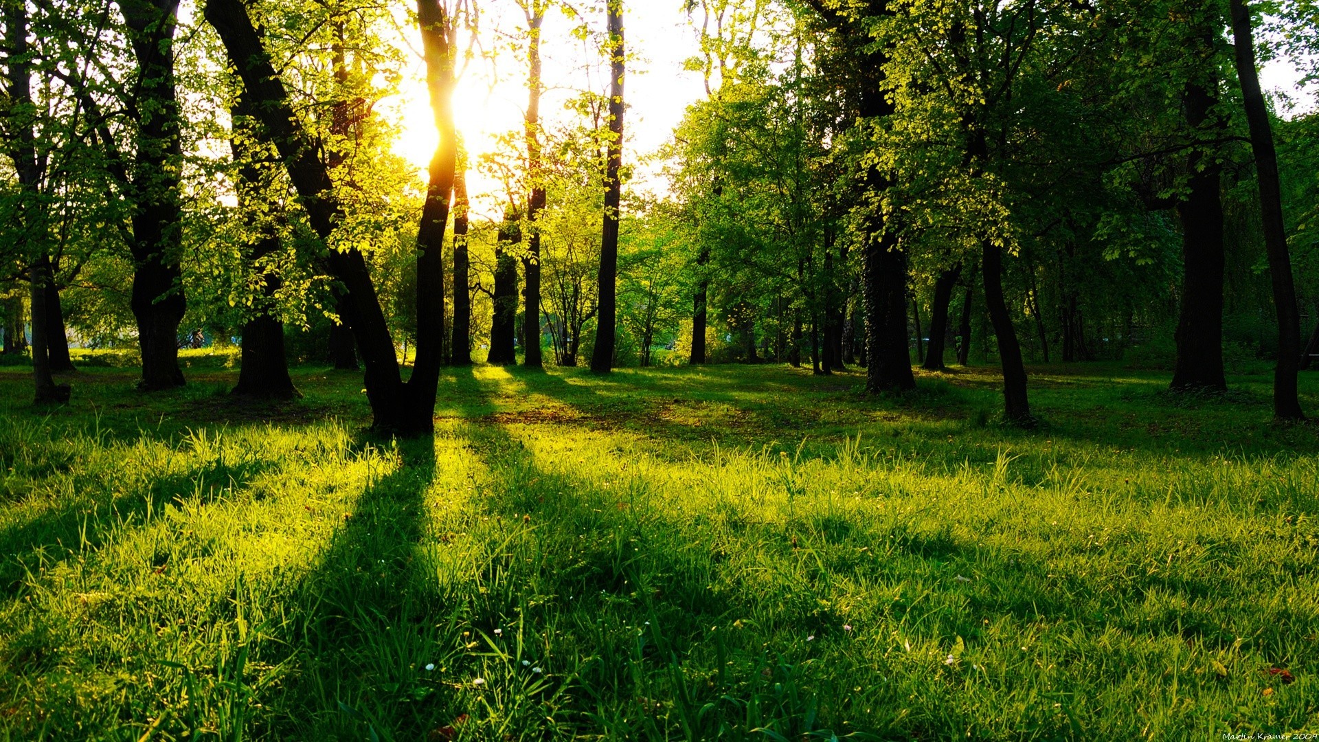 paisaje paisaje naturaleza parque hierba sol árbol buen tiempo temporada miércoles amanecer escénico madera brillante verano paisaje hoja heno césped espectáculo rural