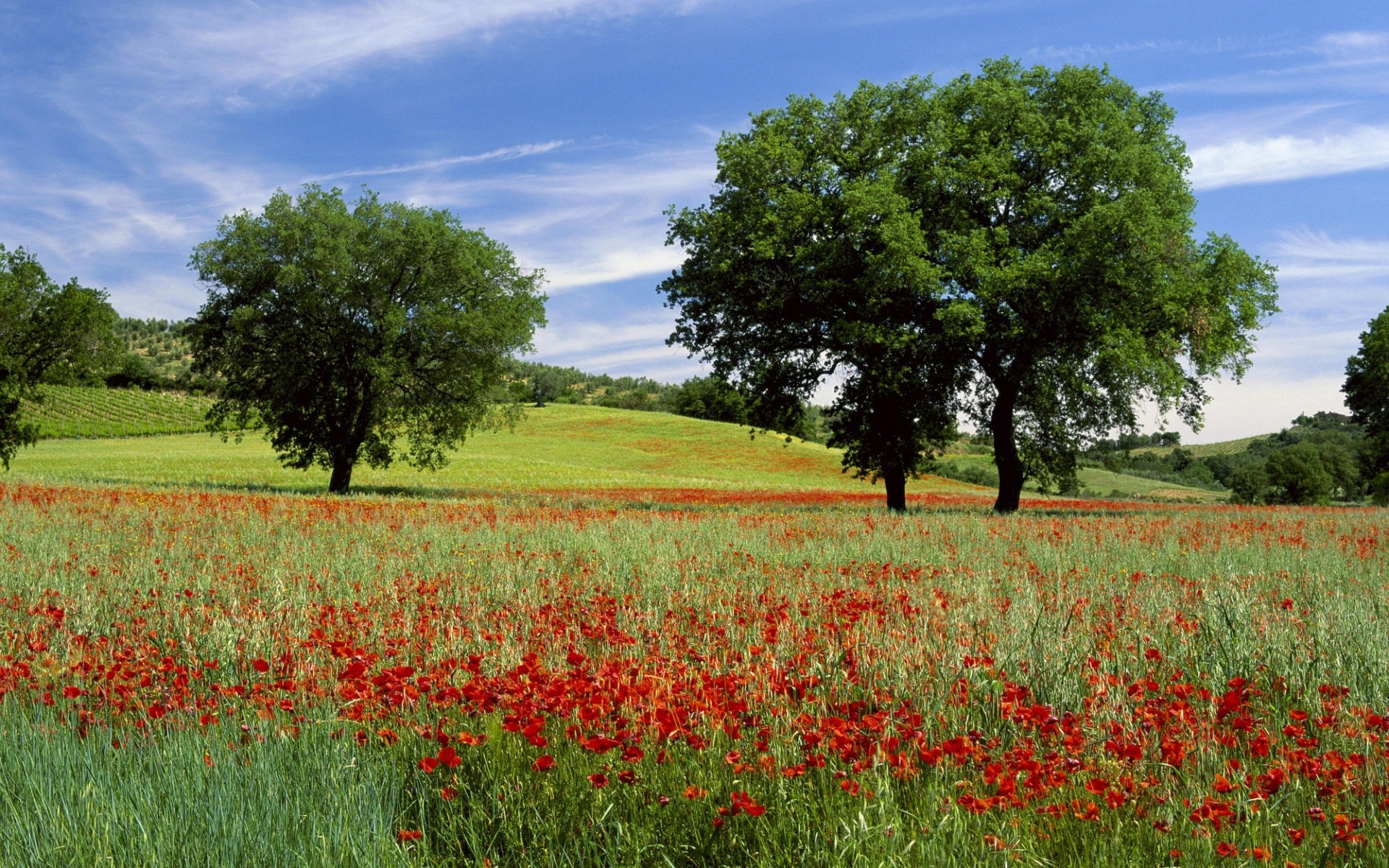 paesaggio fiore paesaggio campo poppy fieno rurale agricoltura campagna natura estate erba flora azienda agricola albero all aperto paese crescita ambiente idillio