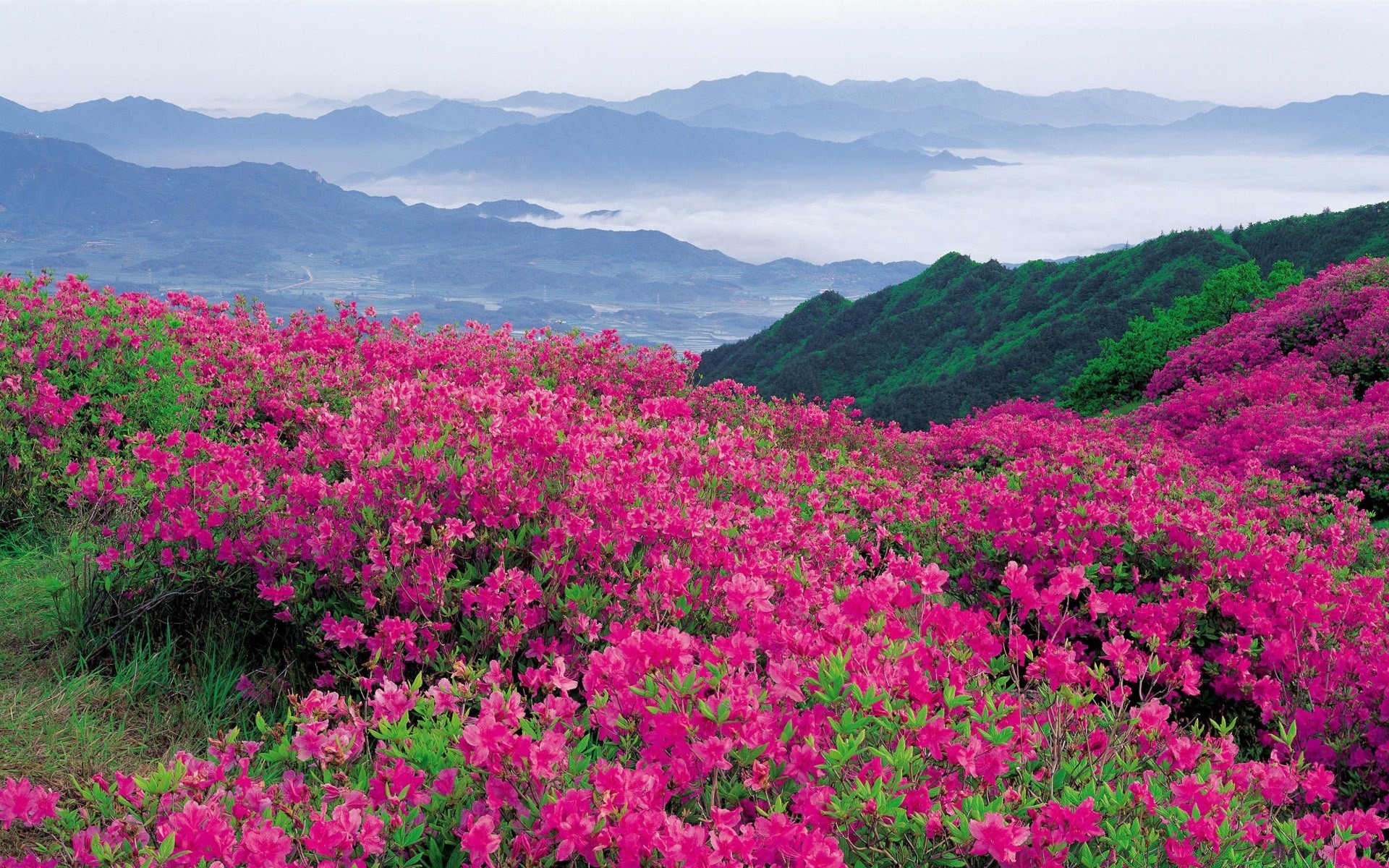 paisaje naturaleza paisaje flor flora al aire libre verano heno montaña crecimiento campo hierba medio ambiente salvaje brillante cielo hoja