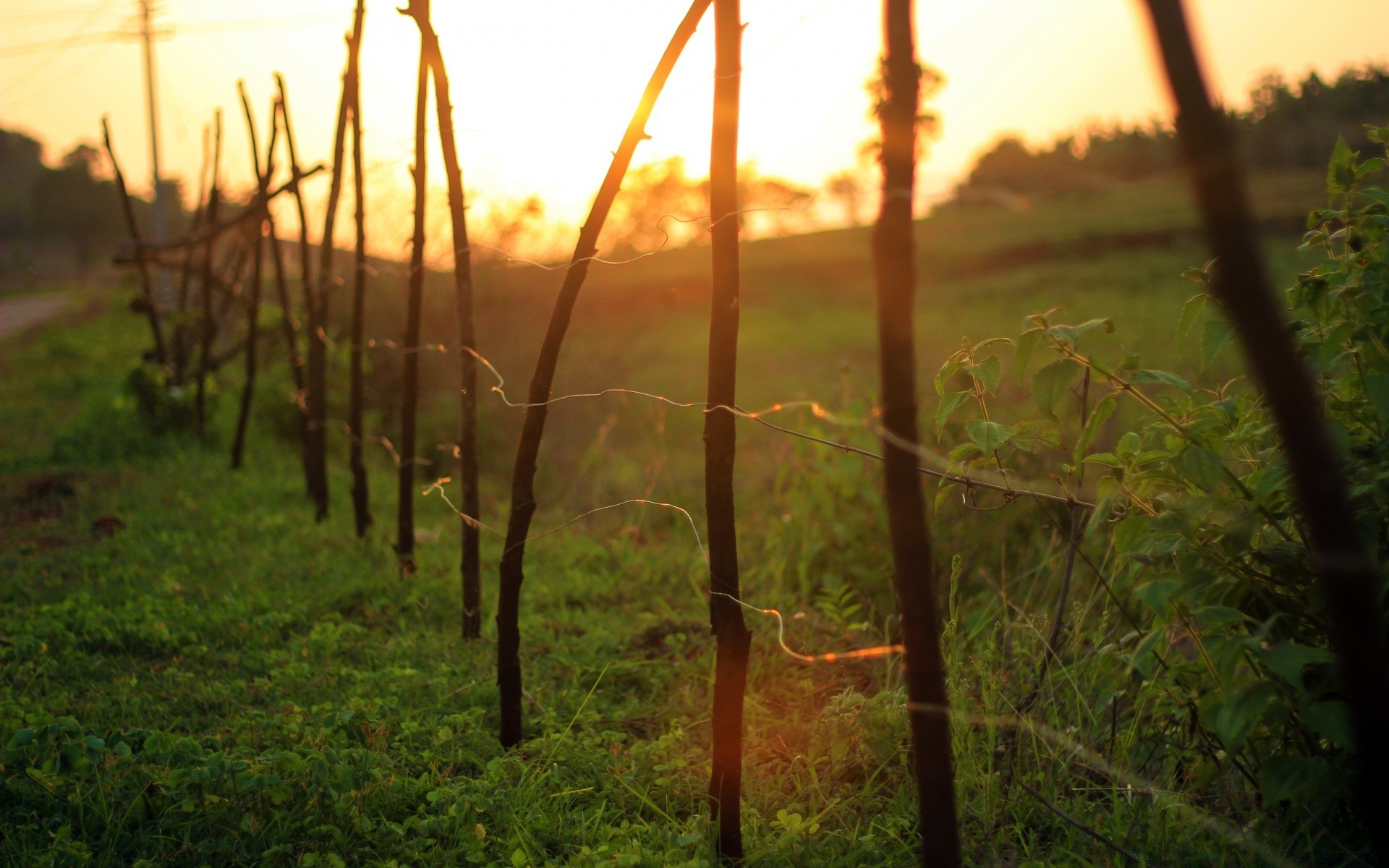 landscapes sunset nature grass dawn landscape sun field outdoors fair weather summer flora growth sky leaf