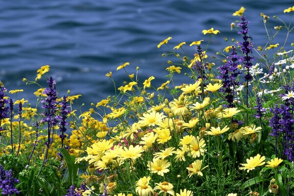 Uma clareira de flores. Margem do rio