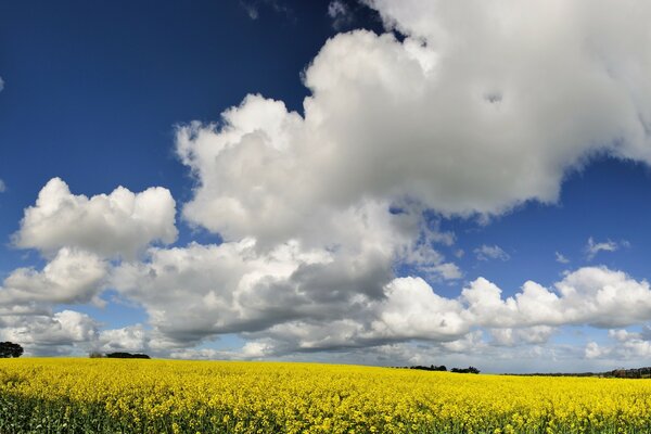 Beaux nuages blancs sur un champ jaune en fleurs