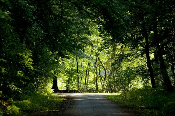 A shady path in a shady green forest