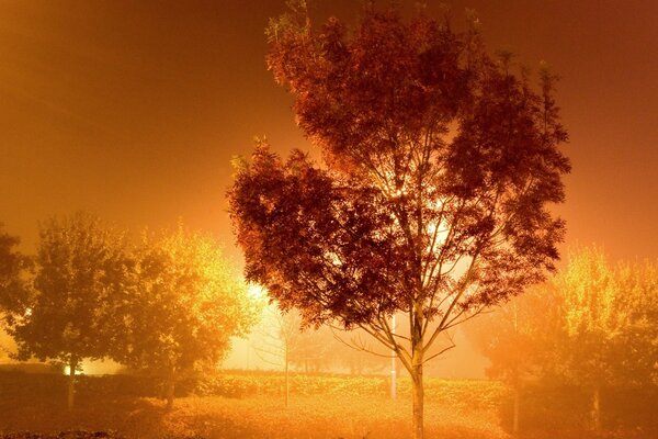 Trees with large crowns in the fog at dawn