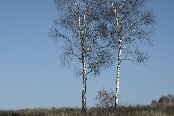 Two birches against the sky