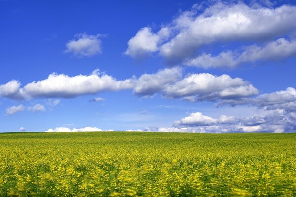 Gelbes Feld am schönen blauen Himmel mit Wolken