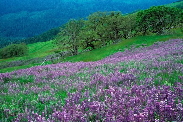 Area purple flowers